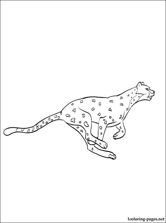 Coloring page Puma | Coloring pages
