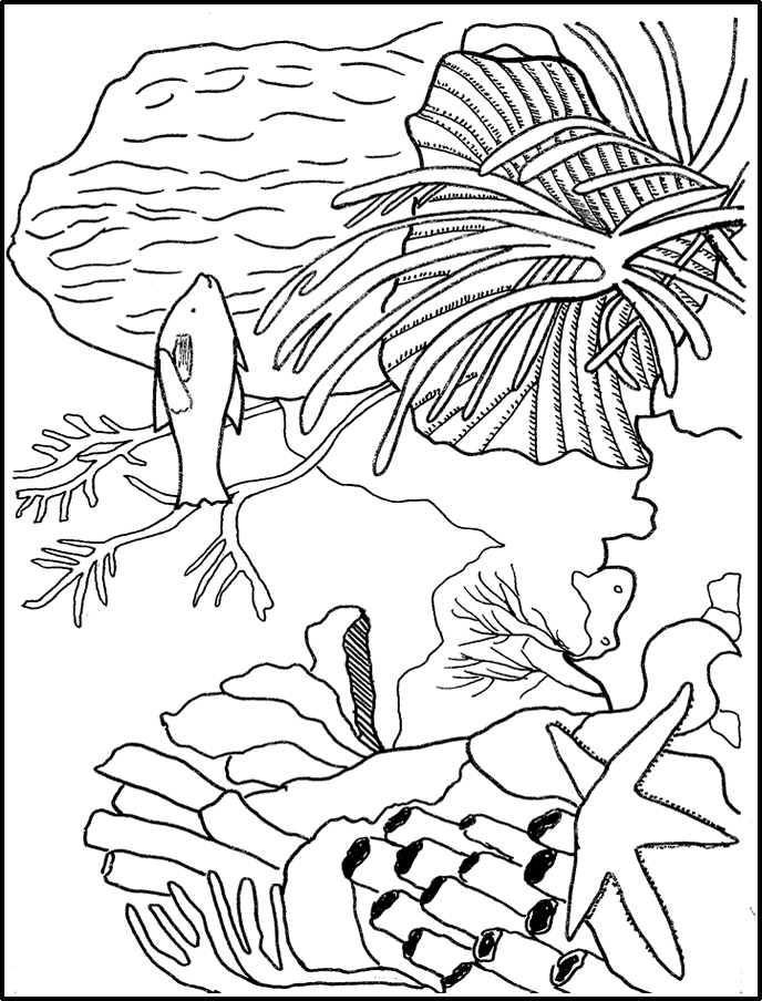 Coral Reef Coloring Pages Httpwwwnovaedulibrarykidscorner