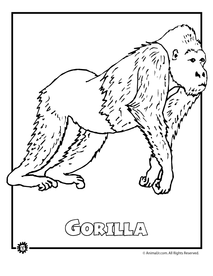 Rainforest Animals Coloring Pages