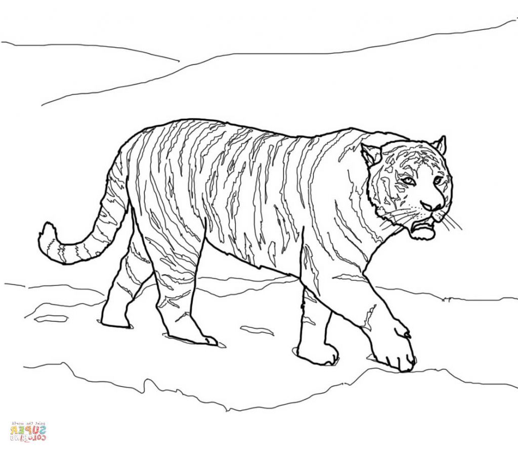 Tiger Outline Drawing - Drawing Art Gallery