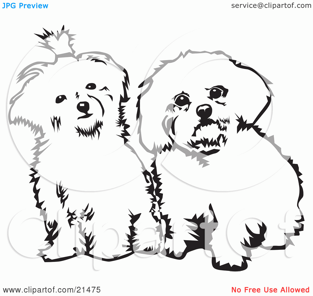 Clipart Illustration of Two Cute Maltese Dogs Sitting Side By Side ...