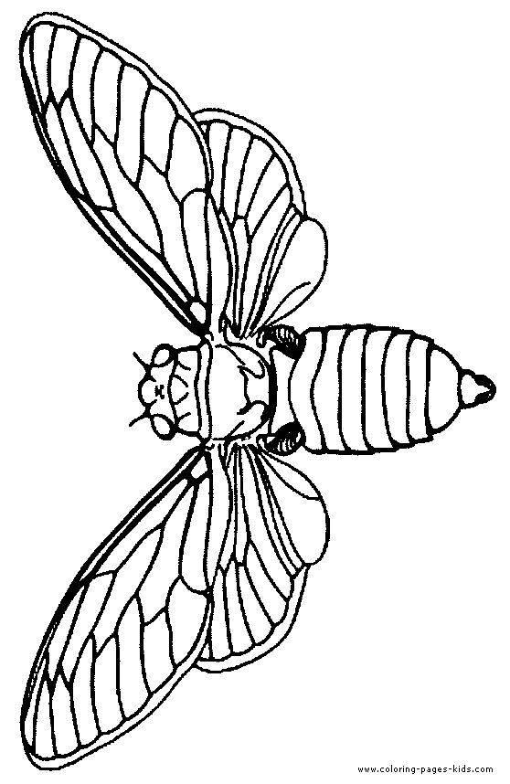 Moth Coloring Page For Kids