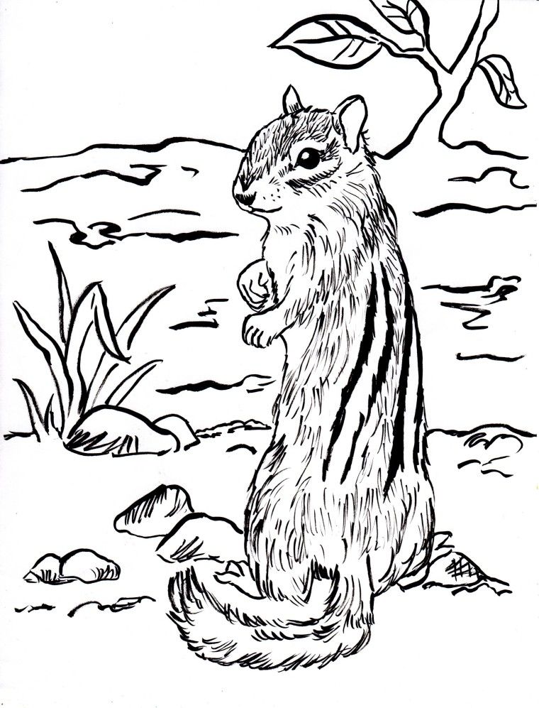 Chipmunk - Coloring Pages for Kids and for Adults
