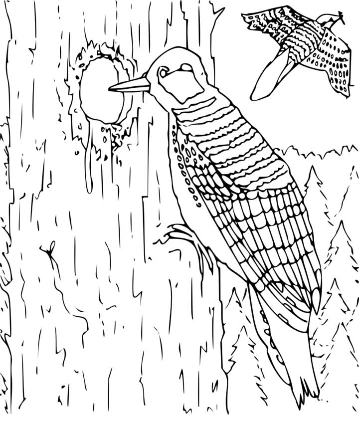 Woodpecker Coloring Page for Kids - Free Printable Picture