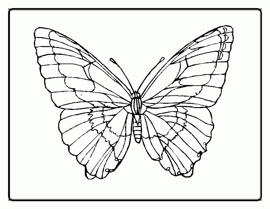 Animal Coloring Butterfly Saw Pattern Project17 : butterfly