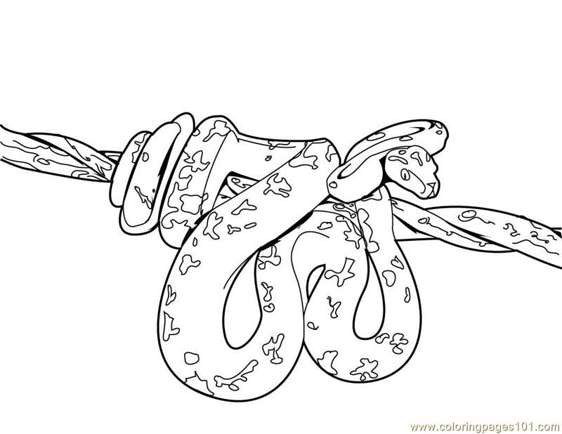 Coloring Pages Snake Reptile Free Printable Page - 69ColoringPages.