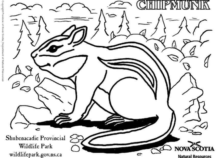 Activities Chipmunk Coloring Pages - Kids Colouring Pages