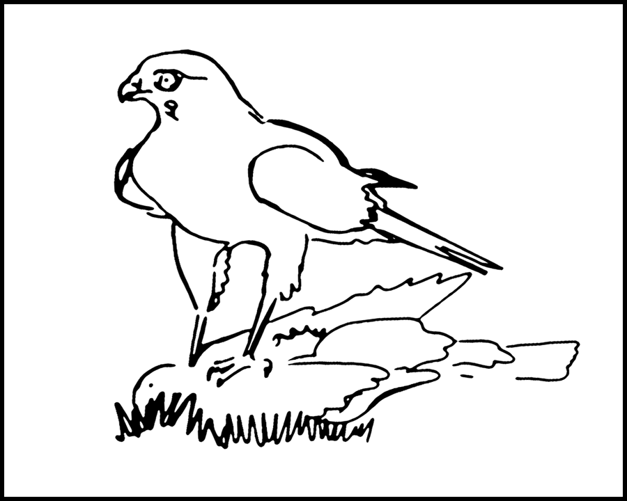 Hawk Attacks Dove - Rosslyn ReduxRosslyn Redux