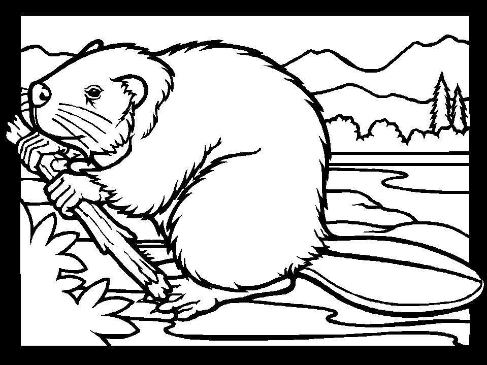 Beaver Coloring Pages To Print - Kids Colouring Pages
