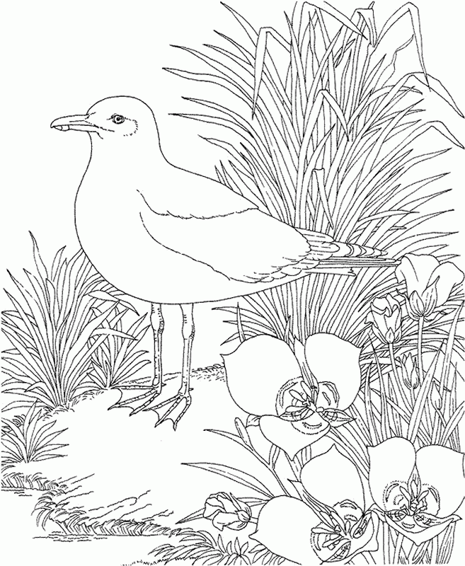 Baltimore Orioles Coloring Page