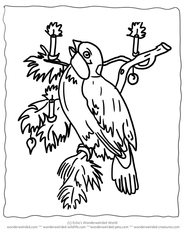 Free Printable Christmas Coloring Pages Birds, Echo