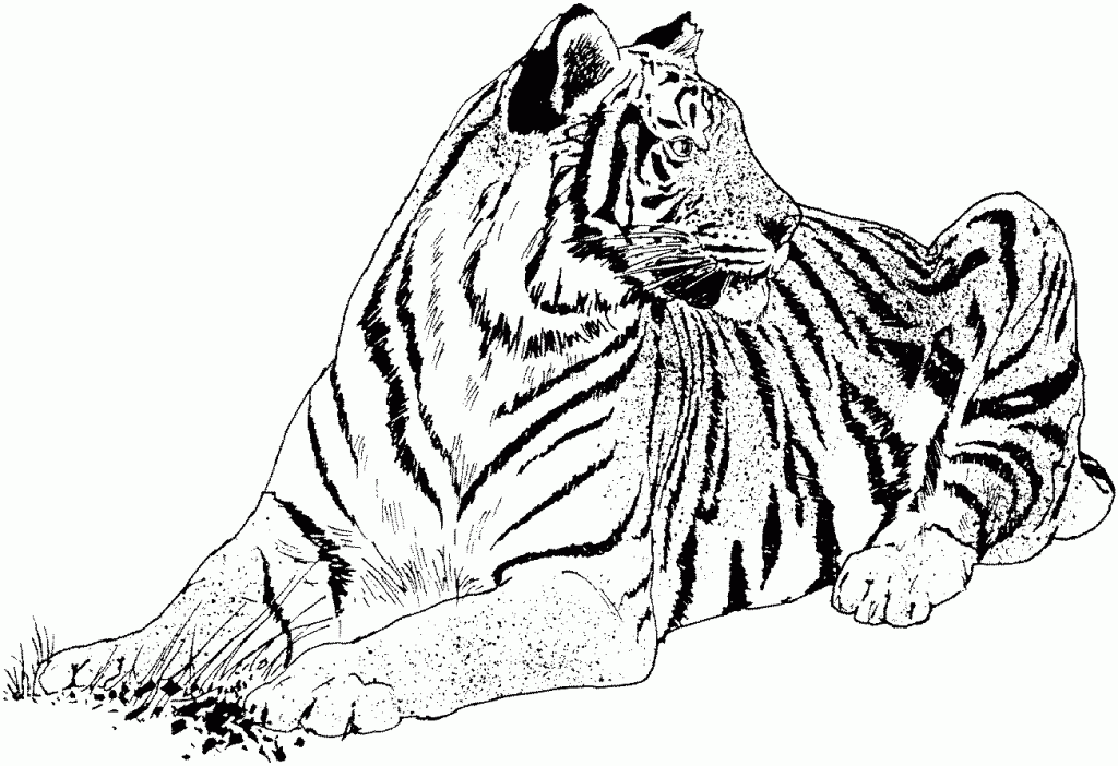 a white tiger Colouring Pages