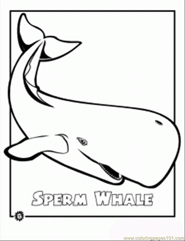 sperm shark Colouring Pages