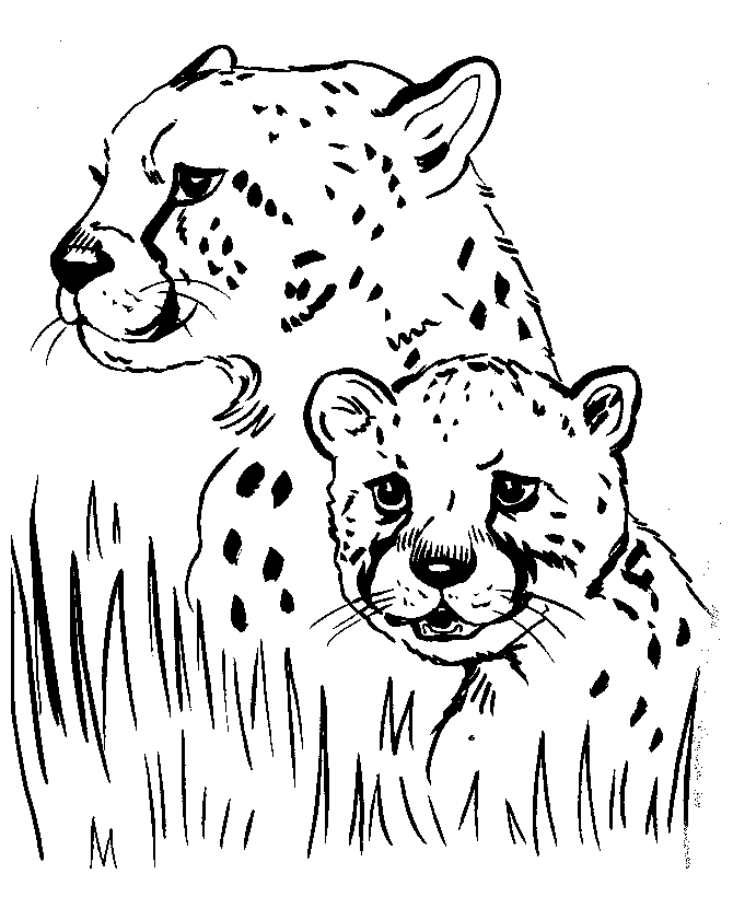 Cheetah Coloring Pages Female Cheetah And Her Cub