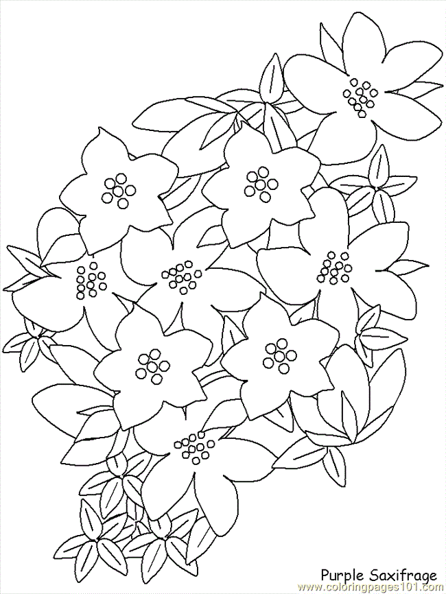 realistic flowers Colouring Pages (page 2)