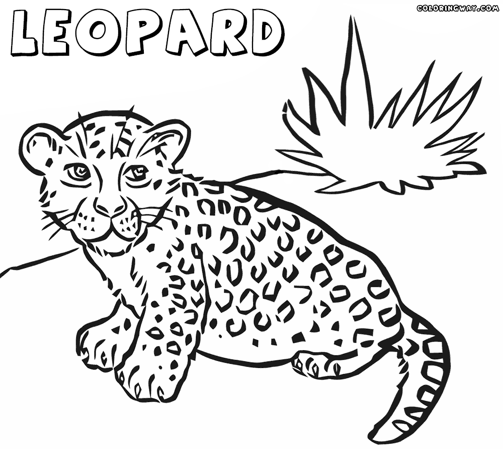 Leopard coloring pages | Coloring pages to download and print