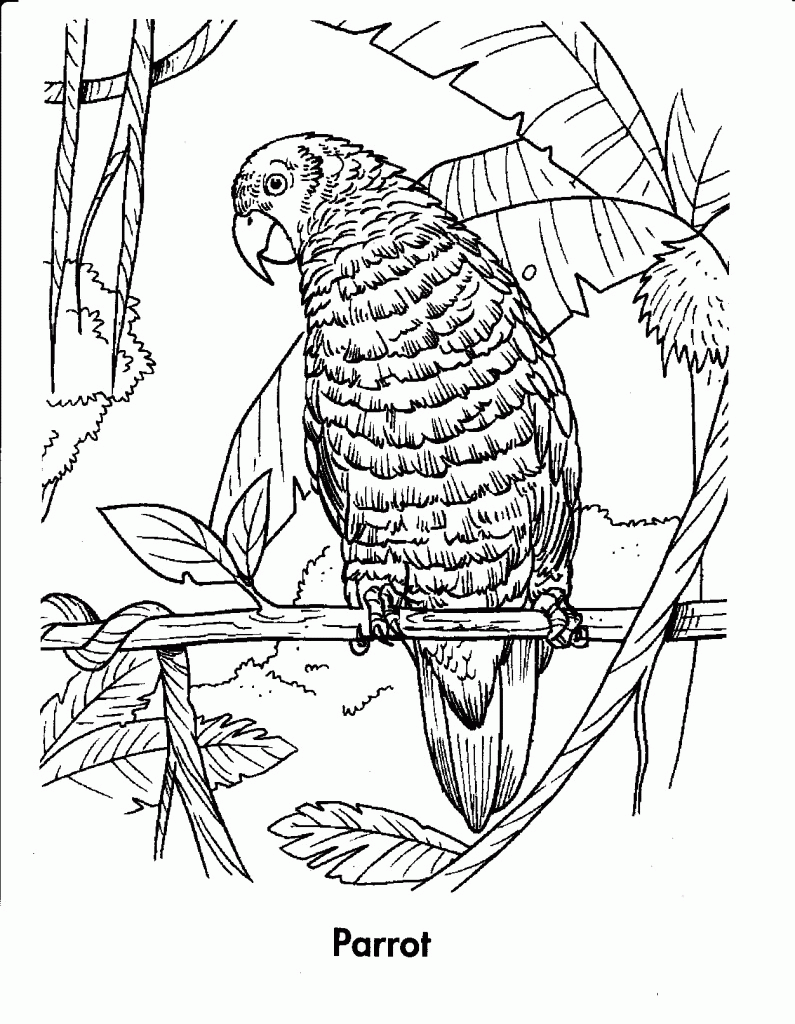 11 Pics of Tropical Animals Coloring Pages - Rainforest Animals ...