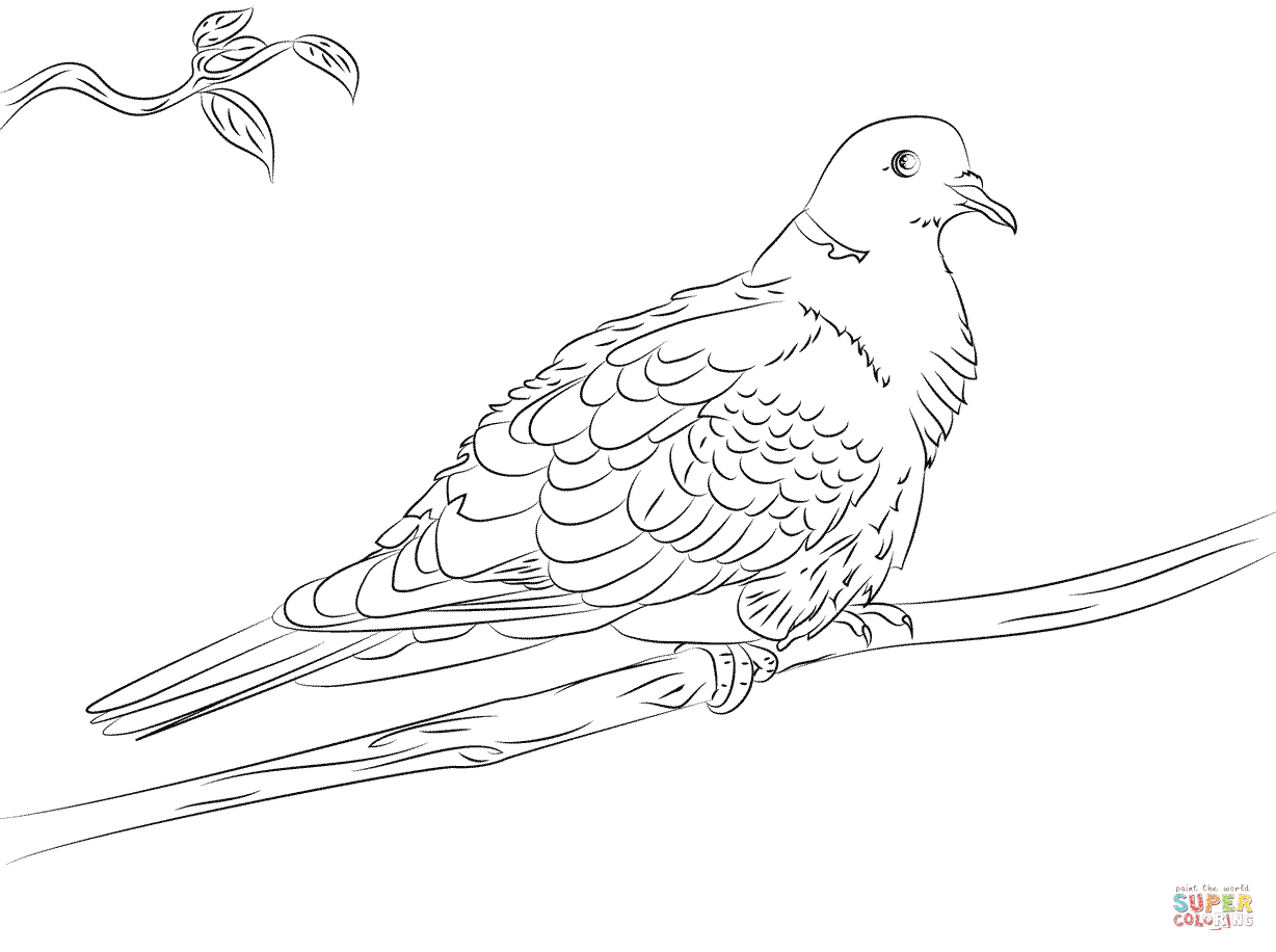 Collared Dove coloring page | Free Printable Coloring Pages