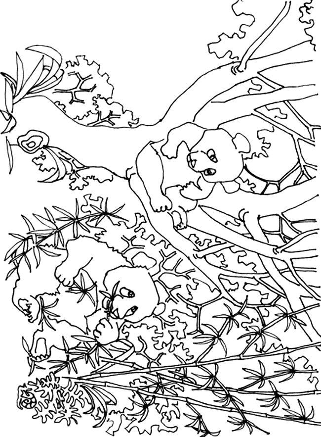Panda Coloring Page Images & Pictures - Becuo