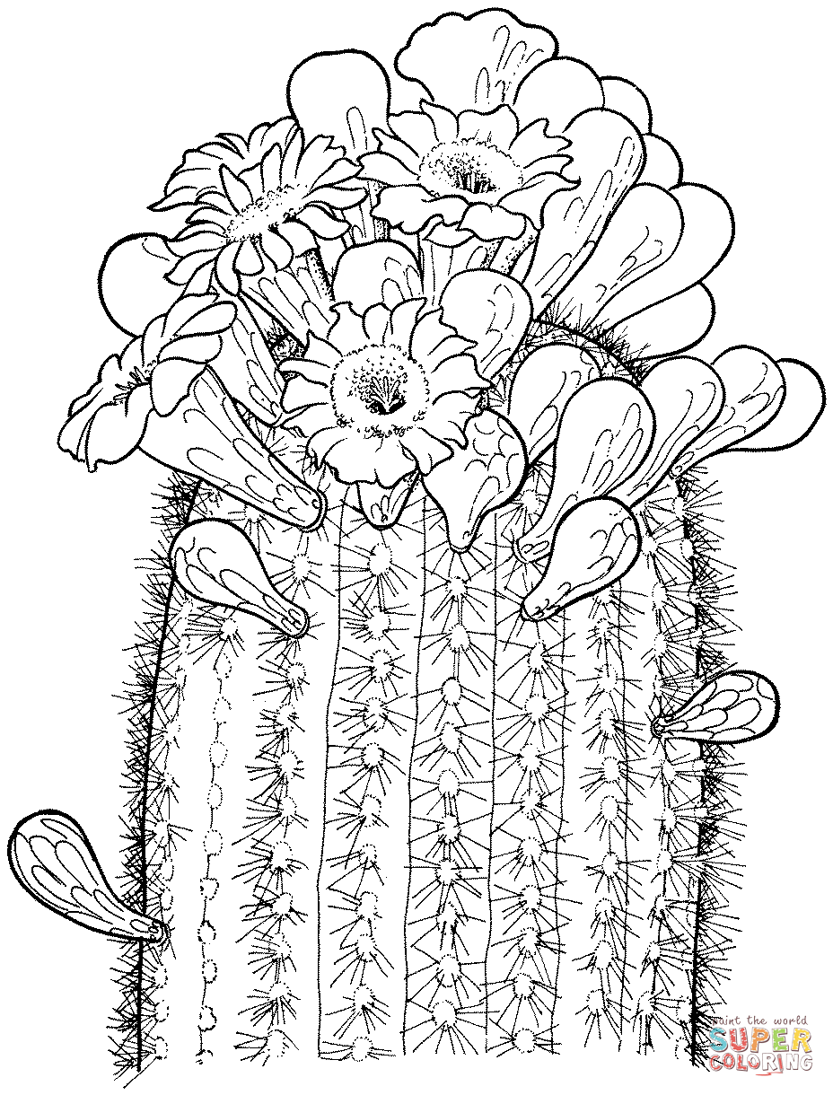 Saguaro Cactus Blossoms coloring page | Free Printable Coloring Pages