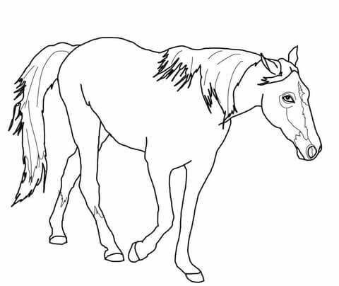 Tennessee Walking Horse coloring page | Free Printable ...