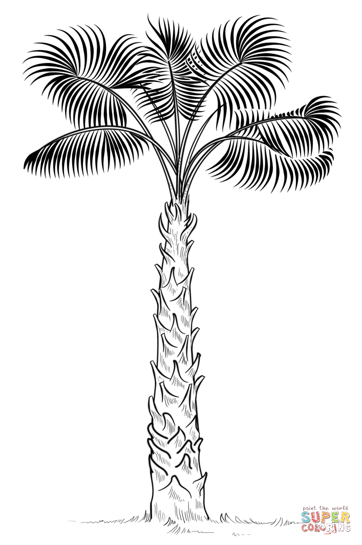 Cabbage Palm Tree coloring page | Free Printable Coloring Pages