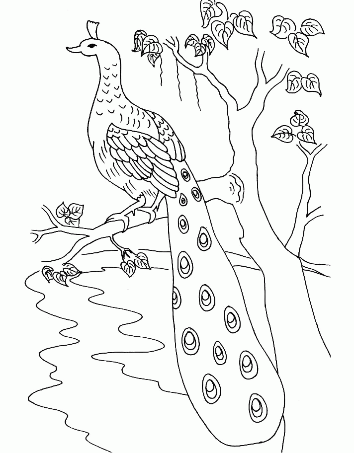 Peacock Coloring Pages for Kids- Free Printable Peacock Coloring