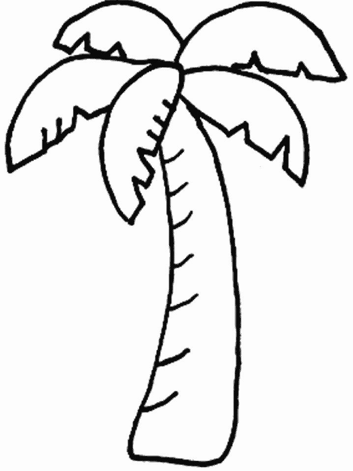 Palm Trees Colouring Pages