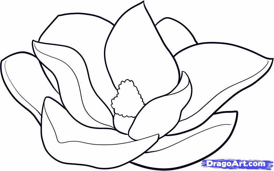 How to Draw a Magnolia, Step by Step, Flowers, Pop Culture, FREE