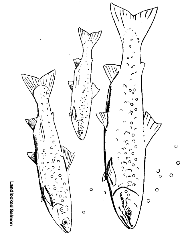 Salmon coloring page - Animals Town - animals color sheet - Salmon