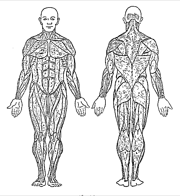 Muscular system front and back coloring page