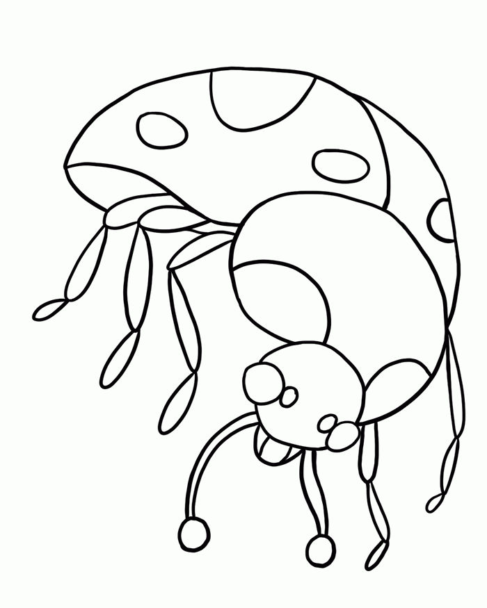 Bug Museum - Bug Coloring Pages - Ladybug (4)
