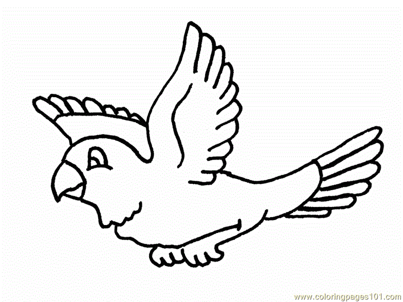 Flying Parrot Drawing | Clipart Panda - Free Clipart Images