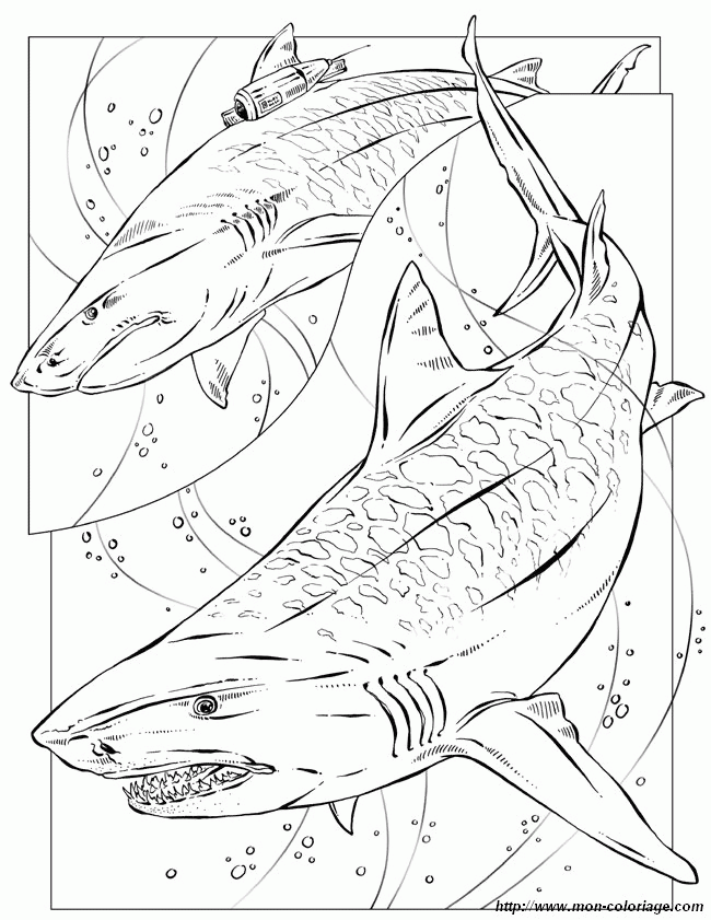 Cool Waterscenes Megalodon Shark Coloring Pages 1112 X 652 78 Kb