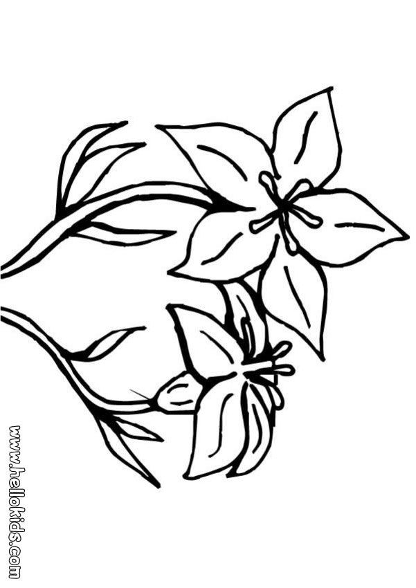 Cartoon Lily Flower Images & Pictures - Becuo