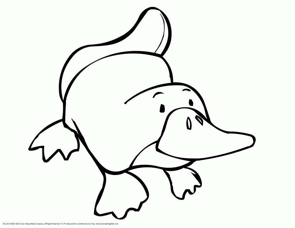 Platypus Colouring Page Obsessions PLATYPI Pinterest 291048