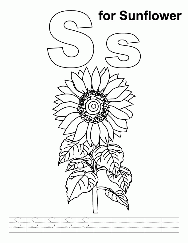 S for sunflower coloring page with handwriting practice | Download