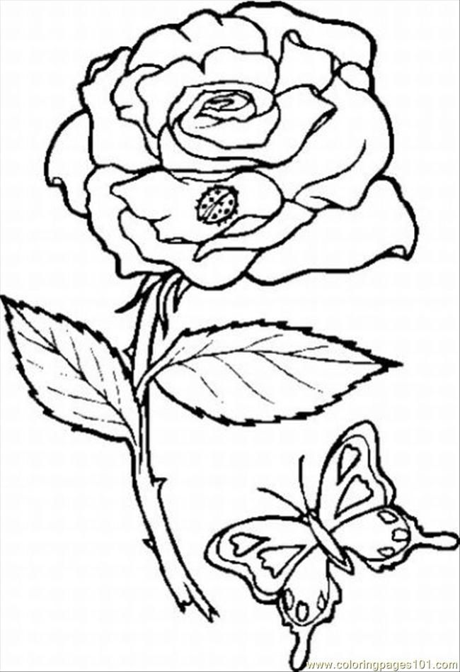Coloring Pages Rose 10 Lrg (Natural World > Flowers) - free