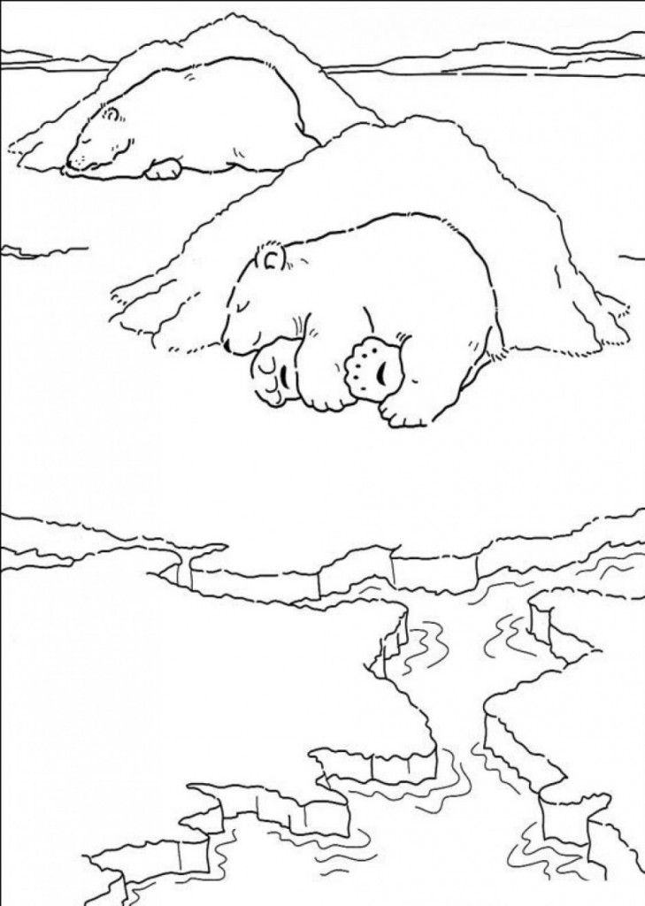 Animals: Polar Bear Coloring Pages Free Printable Of Polar Bears