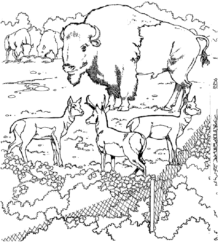 zoo animal coloring pages | coloring pages | Free Printable