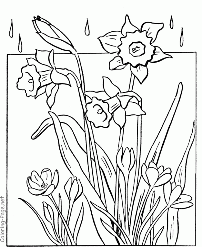 australian animals coloring pages