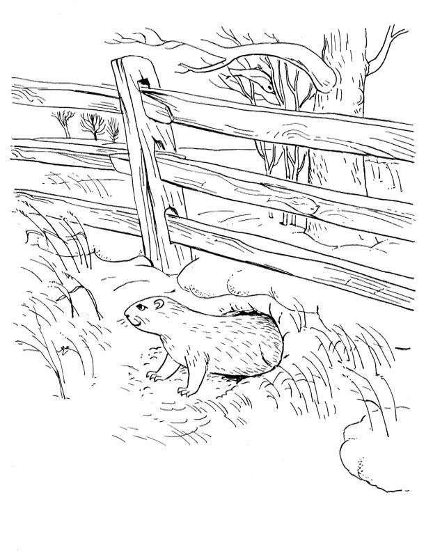 Pictures Groundhog In Garden Coloring Pages - Event Coloring Pages
