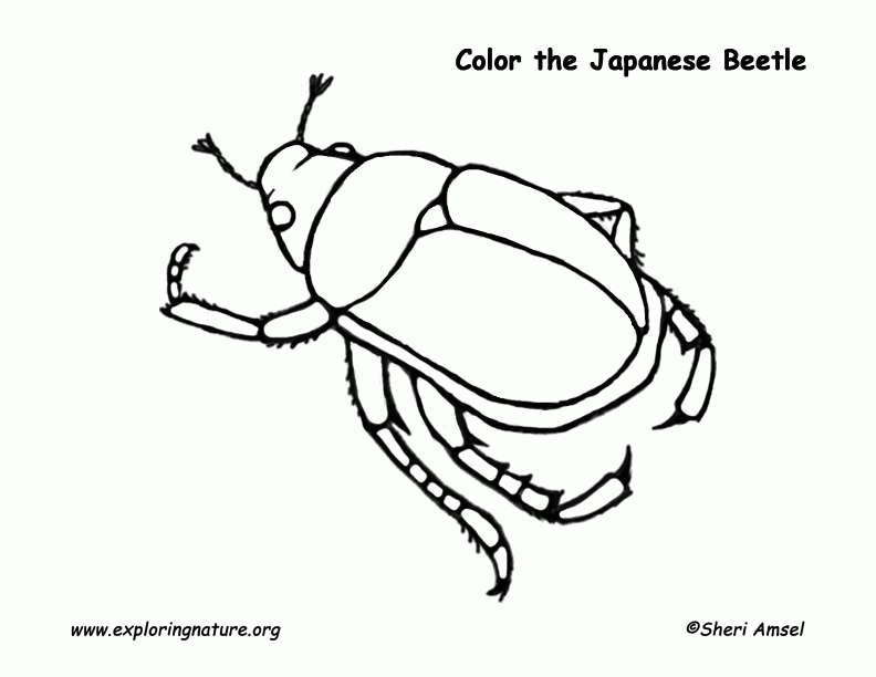 Japanese Beetle Coloring Page -- Exploring Nature Educational Resource