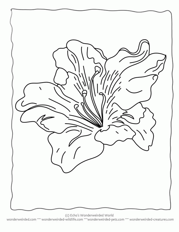 flower lilies Colouring Pages (page 3)