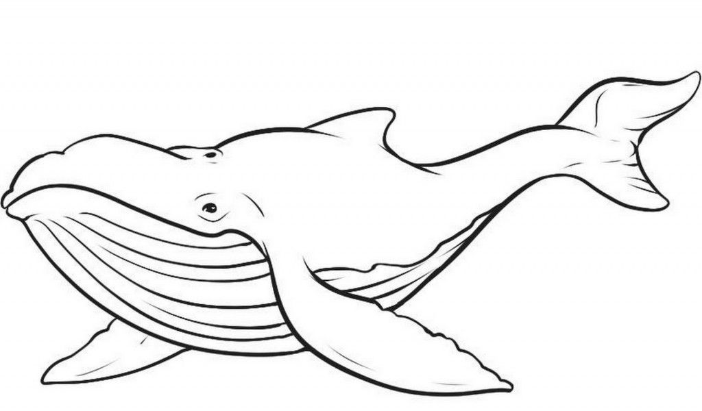 Animal Coloring Whales And Dolphins Coloring Page (Cetacea