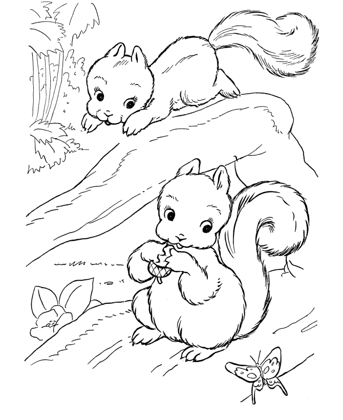 Free Squirrel coloring pages For Kids | Coloring Pages