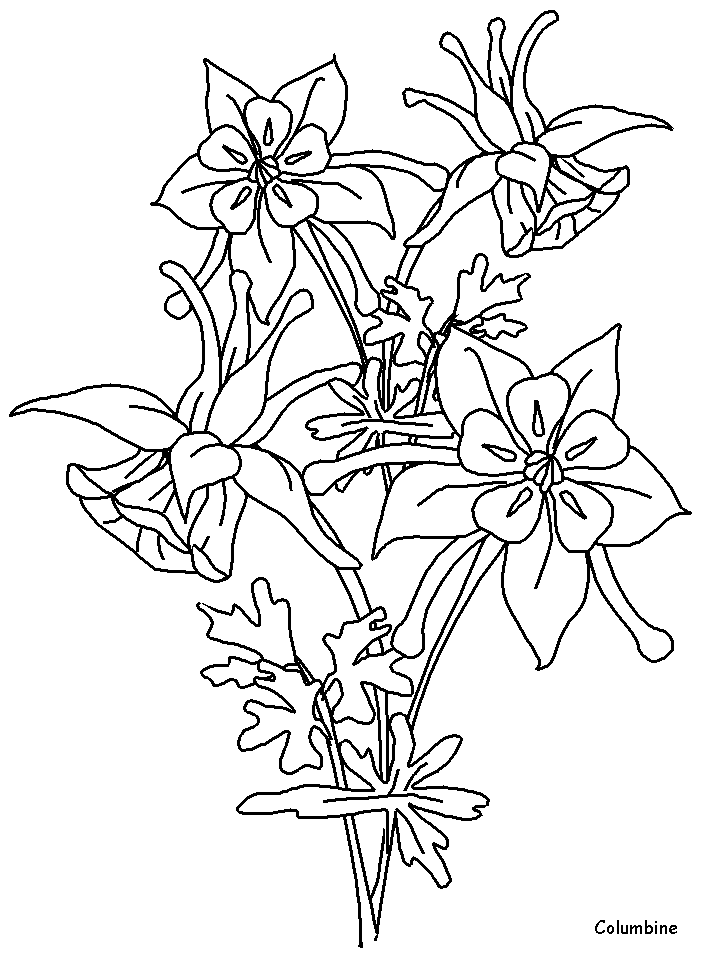 Printable Columbine Flowers Coloring Pages 