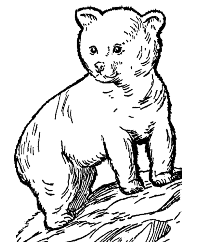 Wild Animal Coloring Pages | Young Bear Cub Coloring Page and Kids