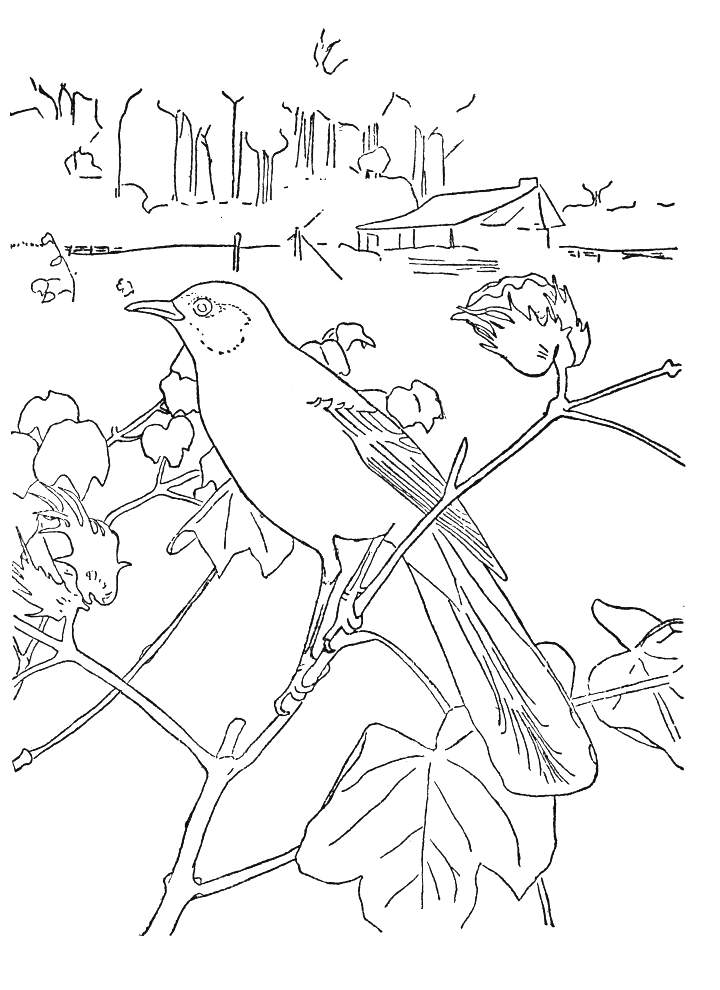 Best Bird Coloring Picture For Kids