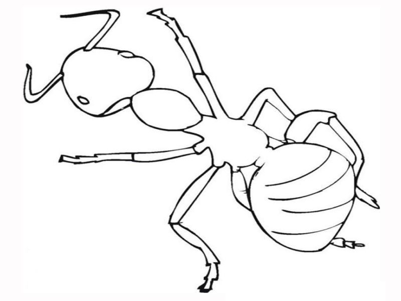 Ant-Coloring-Pages-PrintFree coloring pages for kids | Free